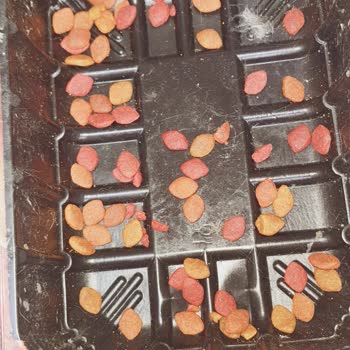 Nicky Kedi Maması Nedeniyle Kedilerde Ölümcül İshal Ve Ölüm