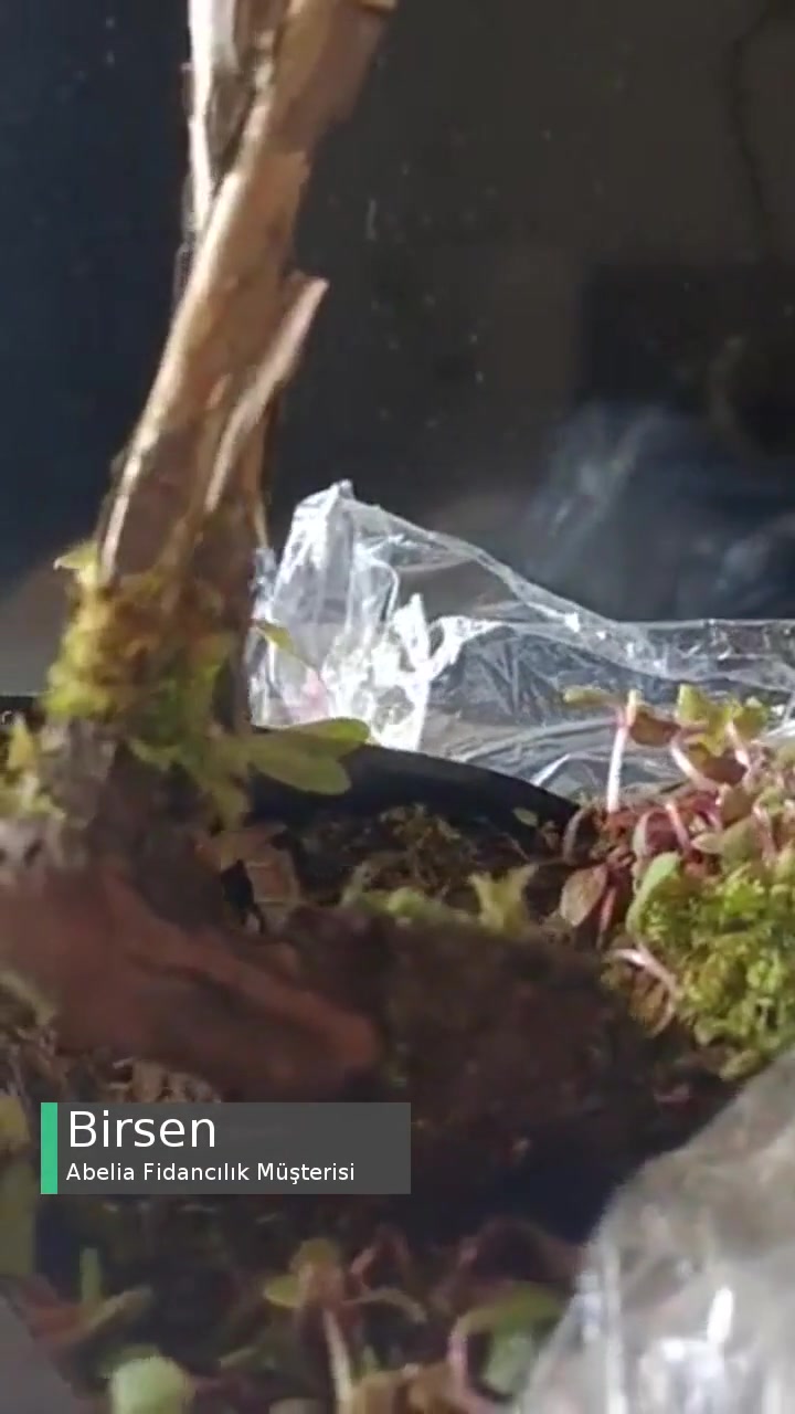 Abelia Fidancılık Eksik Ve Sorunlu Fidan Gönderimi videonun kapak resmi