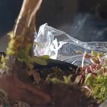Abelia Fidancılık Eksik Ve Sorunlu Fidan Gönderimi
