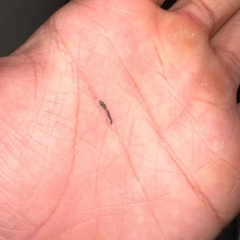 Hiq Protein Tozunda Plastik Parça Çıktı Ve Müşteri Hizmetleri Yanıtı Yetersiz