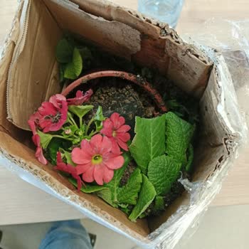 Aksel Bahçe Çiçekler Ezilmiş Ve Zarar Görmüş