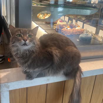 Kedi Ve Köpeklerin Girişine İzin Veren Kahve Şubesinde Hijyen Tehlikesi