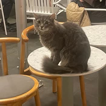 Kedi Ve Köpeklerin Girişine İzin Veren Kahve Şubesinde Hijyen Tehlikesi