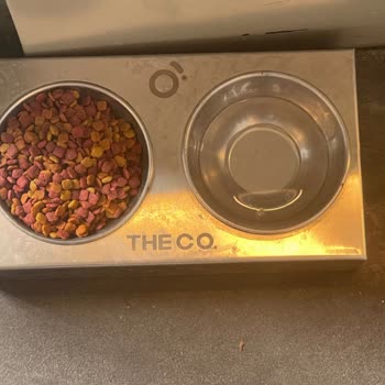 Kedi Ve Köpeklerin Girişine İzin Veren Kahve Şubesinde Hijyen Tehlikesi