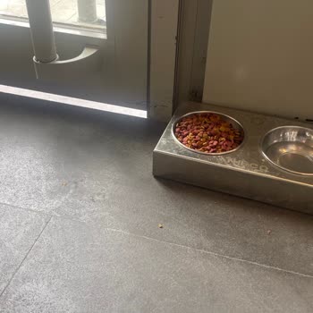 Kedi Ve Köpeklerin Girişine İzin Veren Kahve Şubesinde Hijyen Tehlikesi