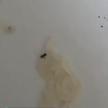 BİM Pirincin İçinden Çıkan Böcek