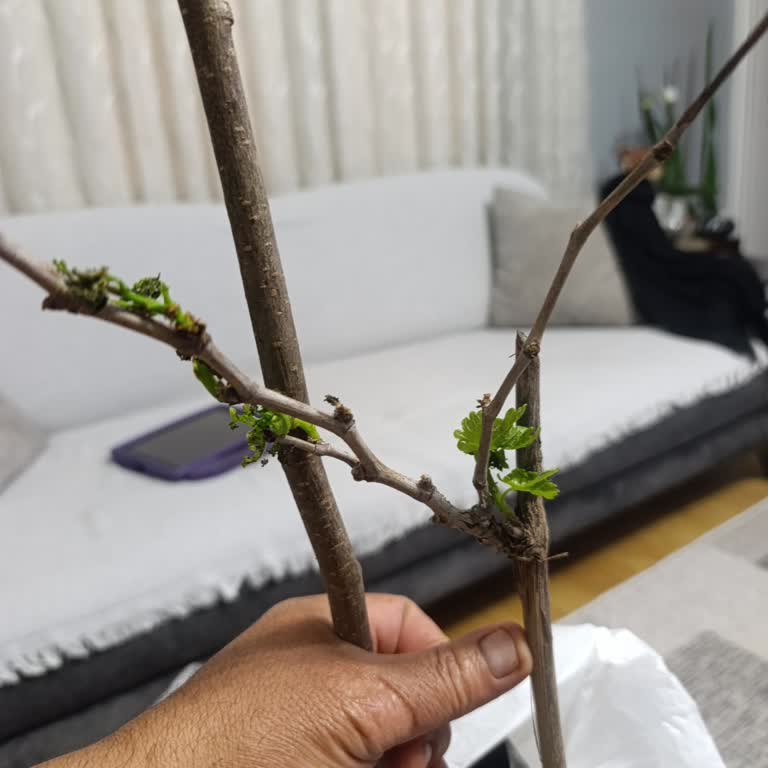 Pomak Üzüm Asması Açıklamaya Uygun Değil, Değişim Ya Da İade Talebi