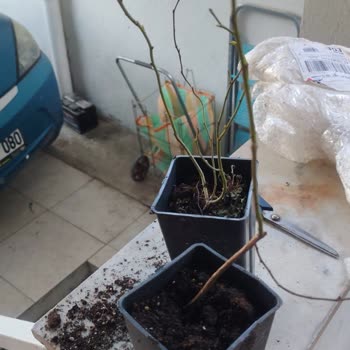 Alz Garden'dan Yanıltıcı Yaban Mersini Fidanı Satışı Ve Cevapsız İletişim
