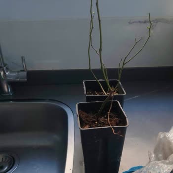 Alz Garden'dan Yanıltıcı Yaban Mersini Fidanı Satışı Ve Cevapsız İletişim