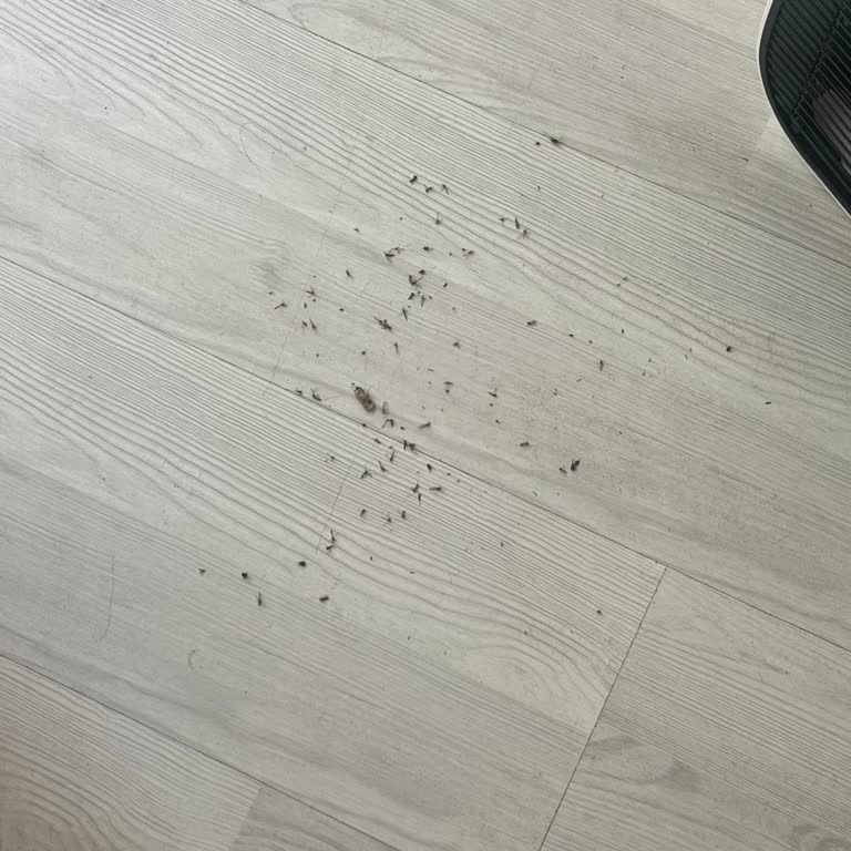 Bahariye Mahallesinde Sivrisinek Sorunu Ve Belediyenin Çözüm İhmali