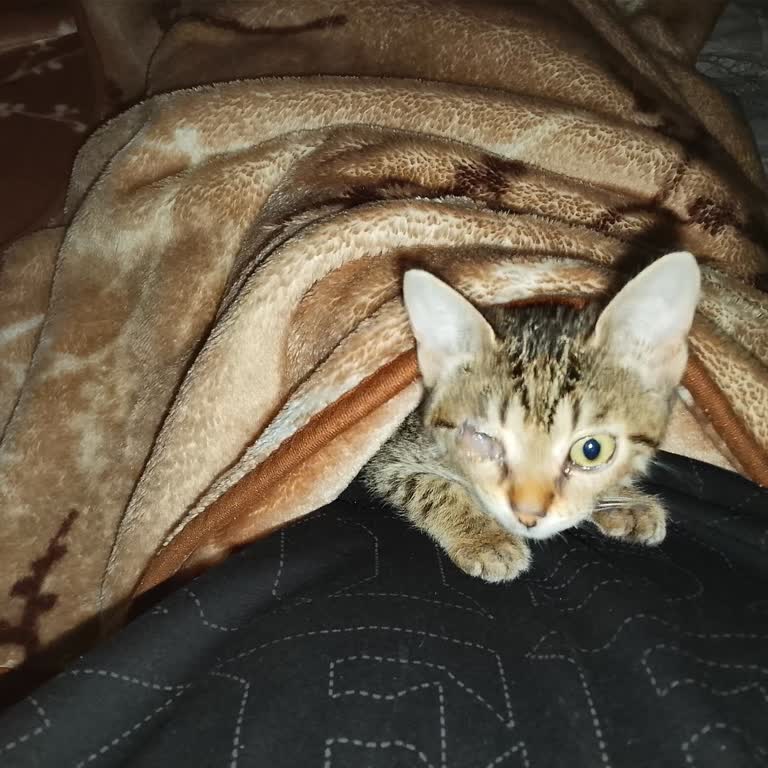 Aylarca Tedavi Bekleyen Kırık Bacaklı Sokak Kedisi Ve Cevapsız Belediyenin Tutumu