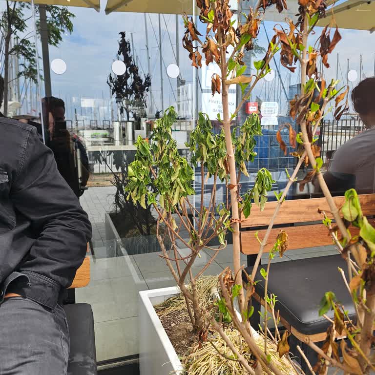 Starbucks Kuşadası Marina Dış Mekan Bitkileri Susuz Ve Bakımsız
