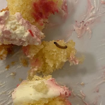 Pastada Kurt Çıktı Hijyen İhlali Ve İade Talebi