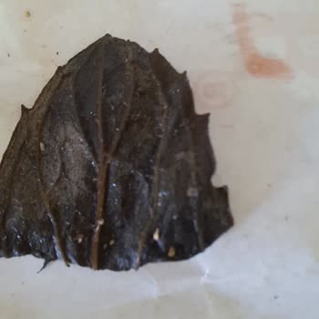 Esen Döner Meydan Hijyen Ve Tazelik Konusunda Ciddi Soru İşareti Uyandıran Bir Durum