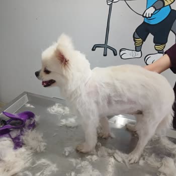 Van Pet Veteriner Kliniği Sorun Yaşama