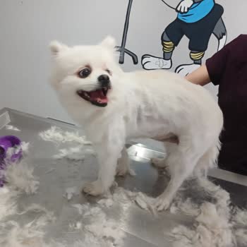 Van Pet Veteriner Kliniği Sorun Yaşama