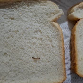 Paketli Tost Ekmeğinde Kurt Bulunması Hijyen Şüphesini Ortaya Çıkarıyor