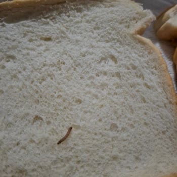 Paketli Tost Ekmeğinde Kurt Bulunması Hijyen Şüphesini Ortaya Çıkarıyor