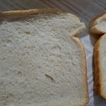 Paketli Tost Ekmeğinde Kurt Bulunması Hijyen Şüphesini Ortaya Çıkarıyor