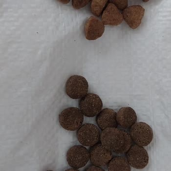 Prowonders Köpeğim Bu Mamayı Kesinlikle Sevmedi ve Yemek İstemedi