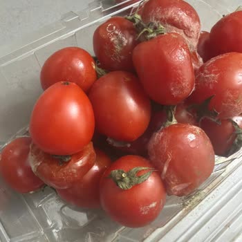 Kokteyl Domateslerde Küflenme Ve İade Talebi