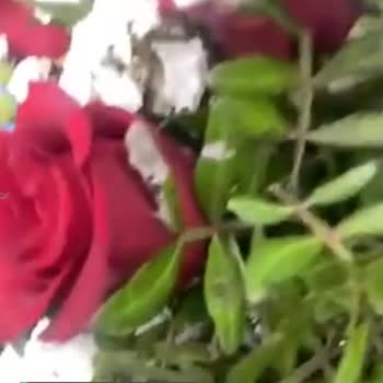 İstanbul Çiçekleri Soluk Ve Bayat Çiçek Para İadesi Talebi