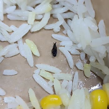 Siparişte Böcek, Hijyen İhlali Ve İade Talebi