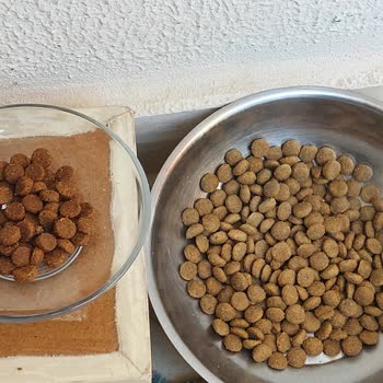 Sahte Kedi Maması: Sağlık Riski Ve İade Reddi