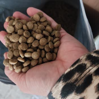 Sahte Kedi Maması: Sağlık Riski Ve İade Reddi