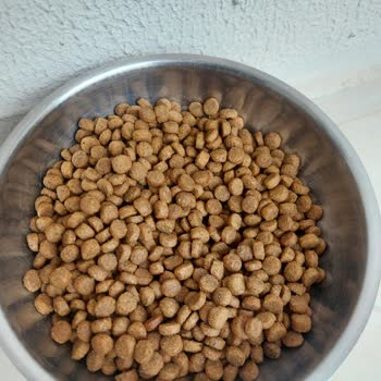 Sahte Kedi Maması: Sağlık Riski Ve İade Reddi