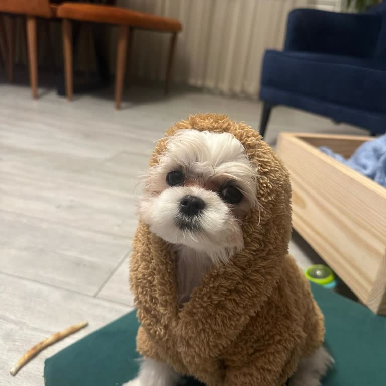 Küçük Köpeğin Tramvaya Girişinde Kafes Zorunluluğu Ve Esnek Kurallar Talebi