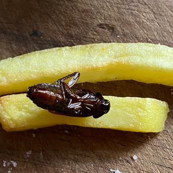 Koop Market Patatesinde Böcek Tespiti