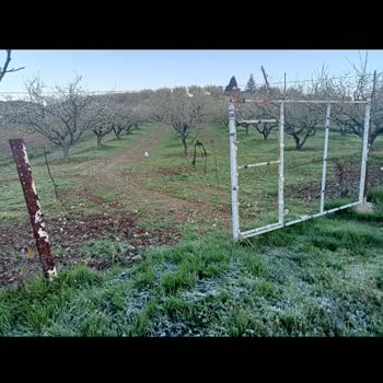 Sigorta Şirketi Kırağı Zararını Kapsam Dışı Olarak Değerlendirdi