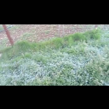 Sigorta Şirketi Kırağı Zararını Kapsam Dışı Olarak Değerlendirdi