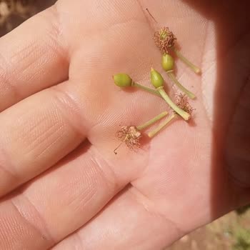 Sigorta Şirketi Kırağı Zararını Kapsam Dışı Olarak Değerlendirdi