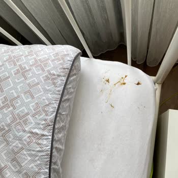 Domuz Proteinli Kedi Maması Kedilerde İshal Ve Kusma Yarattı, İade Talebi