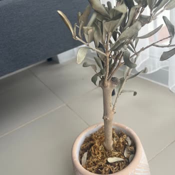 Kuru Ve Ölü Zeytin Ağacı Gönderildi, Kupon Teklifi Sorunlu, Yorum Kapatıldı, İade Talebi