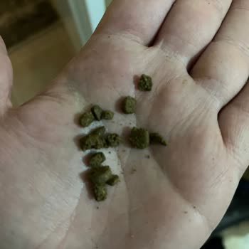 Trendyol Mavi Reyon’dan Bozuk N&D Kedi Maması Ve Kedimin Sağlık Sorunu