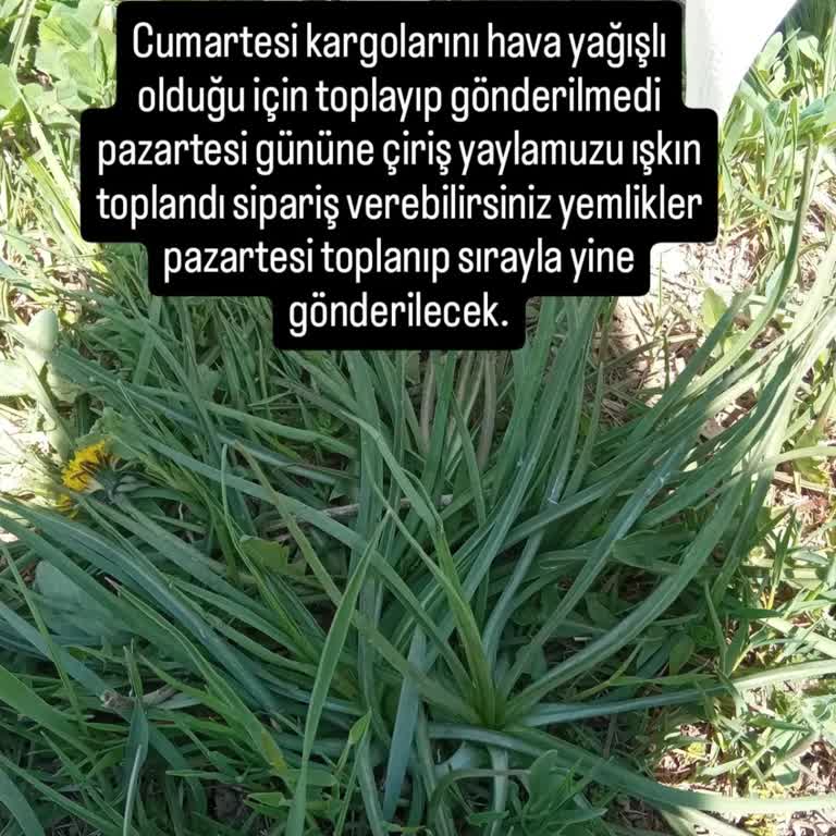 Yaylamuzusipariş Annemin Tedavisi İçin Sipariş Verdik, Üç Hafta Sonra Ürün Gelmedi Ve İade Cevapsız