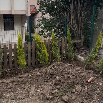 Kısa Boylu Limon Servileri Ve Kargo Ücreti İadesi Sorunu