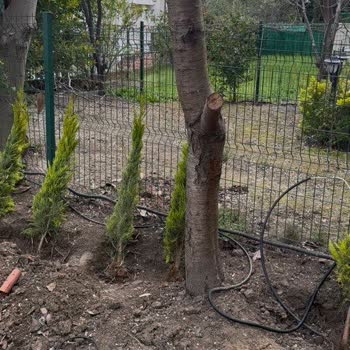 Kısa Boylu Limon Servileri Ve Kargo Ücreti İadesi Sorunu
