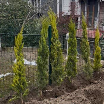 Kısa Boylu Limon Servileri Ve Kargo Ücreti İadesi Sorunu