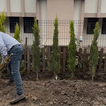 Kısa Boylu Limon Servileri Ve Kargo Ücreti İadesi Sorunu