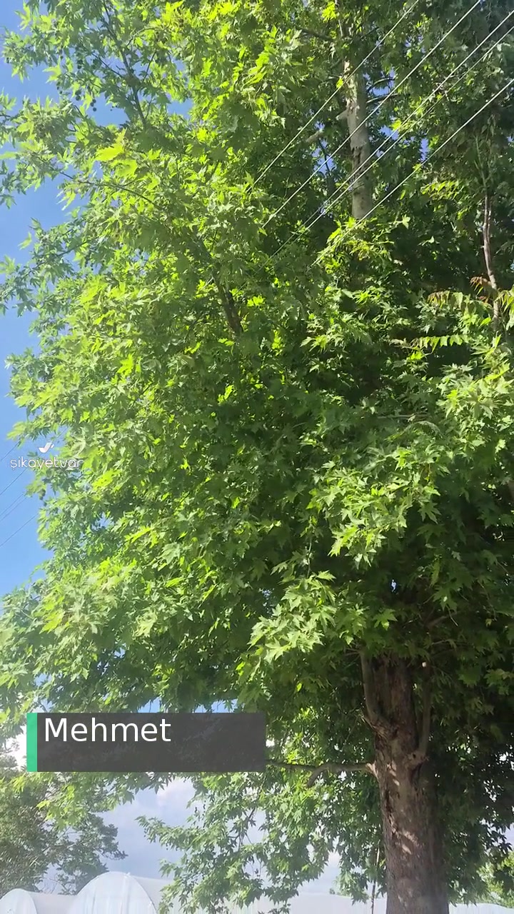 Ck Enerji Akdeniz Elektrik Elektrik Telleri, Ağaç Dalları Tehlike videonun kapak resmi