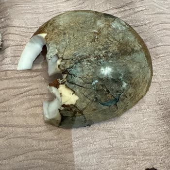 Küflü Avokado Ve Hindistan Cevizi Satışı Çocuk Sağlığını Tehlikeye Attı