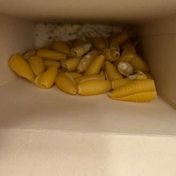 Barilla Makarna Paketi İçinde Küf: Tüketilemez