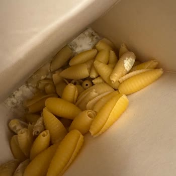 Barilla Makarna Paketi İçinde Küf: Tüketilemez