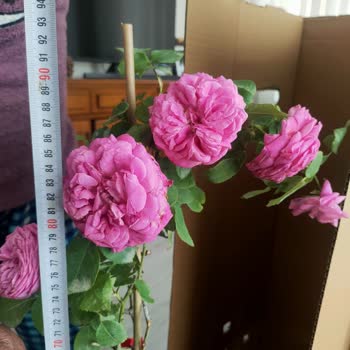 Yanıltıcı Gül Fidanı Boyu Ve Yaşı, Tam Geri Ödeme Talebi