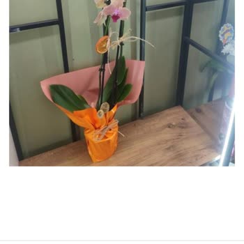 Turuncu Orkide Siparişinde Onaysız Pembe Orkide Gönderildi