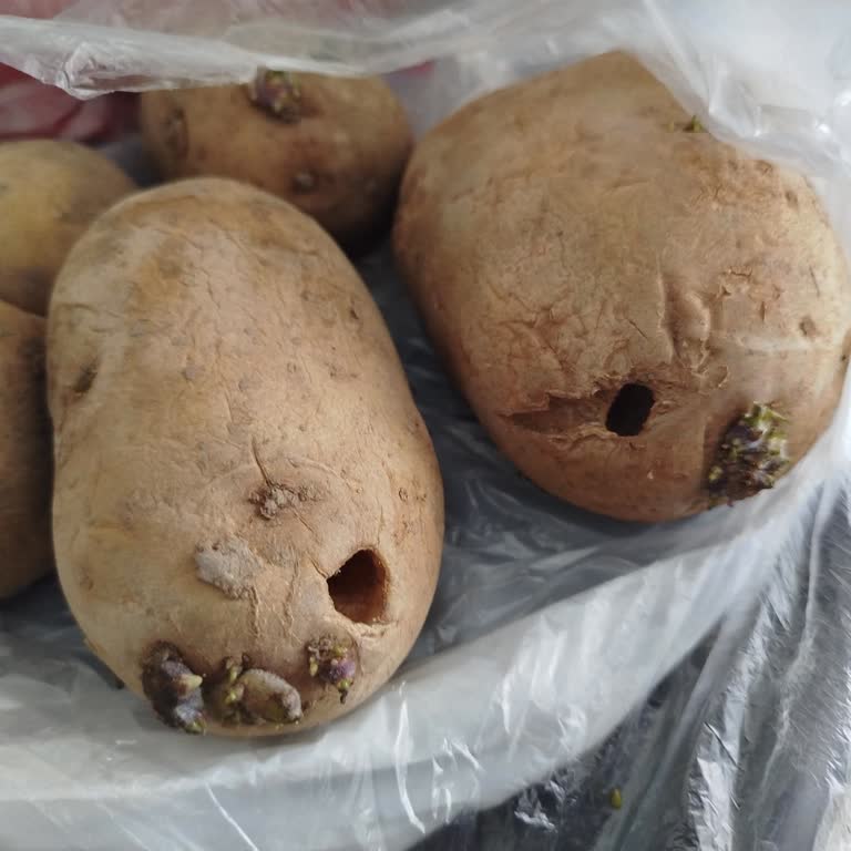 Çürük Patates Ve Süresi Geçmiş Yoğurt İçin Ücret İadesi Yapılmadı